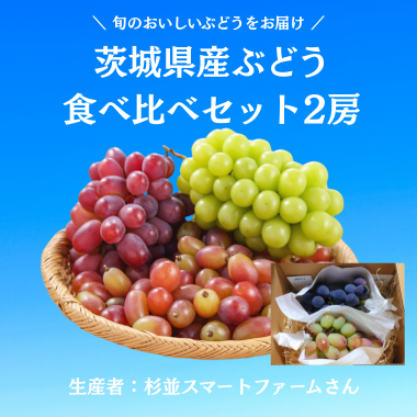 茨城県産ぶどう食べ比べセット2房【化学肥料栽培期間中不使用】（生産者：杉並スマートファームさん）