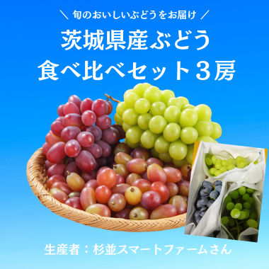 茨城県産ぶどう食べ比べセット3房【化学肥料栽培期間中不使用】（生産者：杉並スマートファームさん）