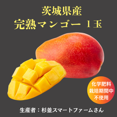 茨城県産完熟マンゴー1玉【化学肥料栽培期間中不使用】（生産者：杉並スマートファームさん）