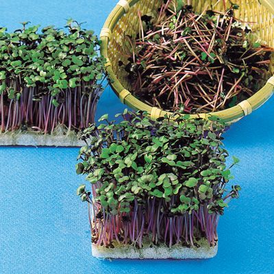 Product Subcategory Category Shopname ネット通販 自然生活