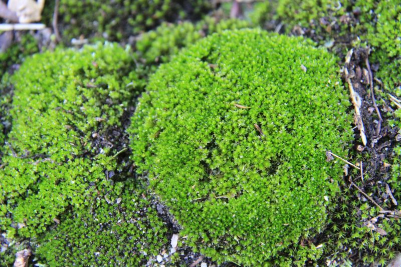 ホソウリゴケのリクエスト用ページ 【公式通販】