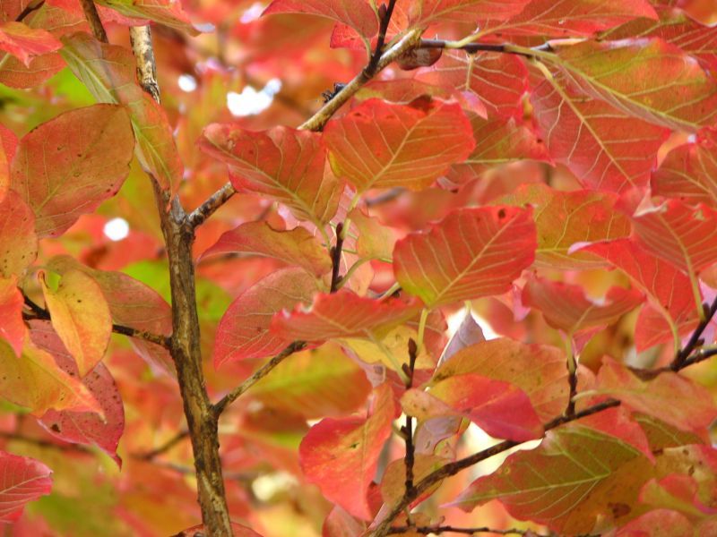 ネジキ 捩木 苗 植木 苗木 庭木 花木苗 自然生活ネット通販 自然生活