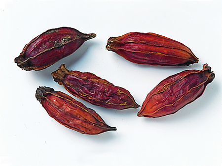 乾燥くちなし・実 ｜染色・草木染｜自然と暮らす｜自然生活ネット通販