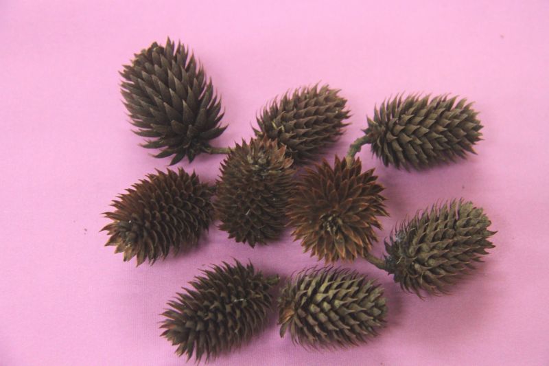 ノグルミ 野胡桃 の実外殻 植木 庭木 花木苗 自然を育てる 自然生活ネット通販 自然生活