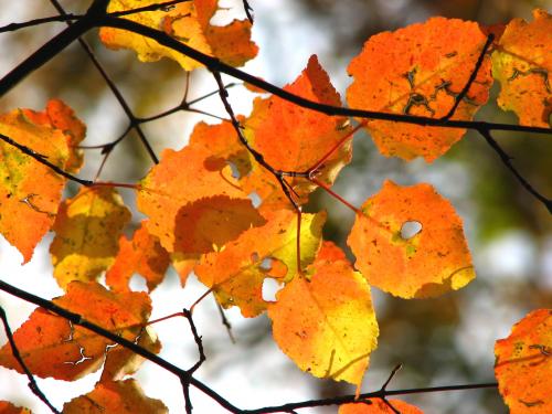 85 山採り　ウリカエデ 85 山採り ウリカエデ シマウリカエデ (Acer insulare)