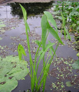 水生植物 クワイ苗2鉢セット