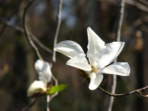 コブシ 辛夷 苗 植木 苗木 庭木 花木苗 自然生活ネット通販 自然生活