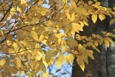 クロモジ 黒文字 クロモジ苗木 No5 クロモジ苗｜植木・苗木・庭木