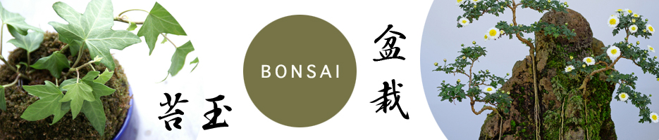 盆栽・苔玉特集