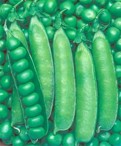 ウスイエンドウ(実えんどう)苗４株セット