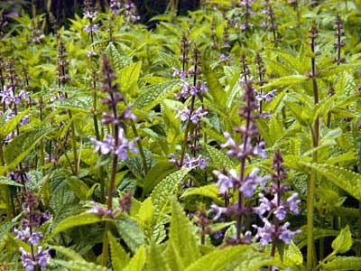 Product Subcategory Category Shopname ネット通販 自然生活