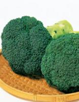 ブロッコリー 緑帝苗4鉢セット | 自然生活