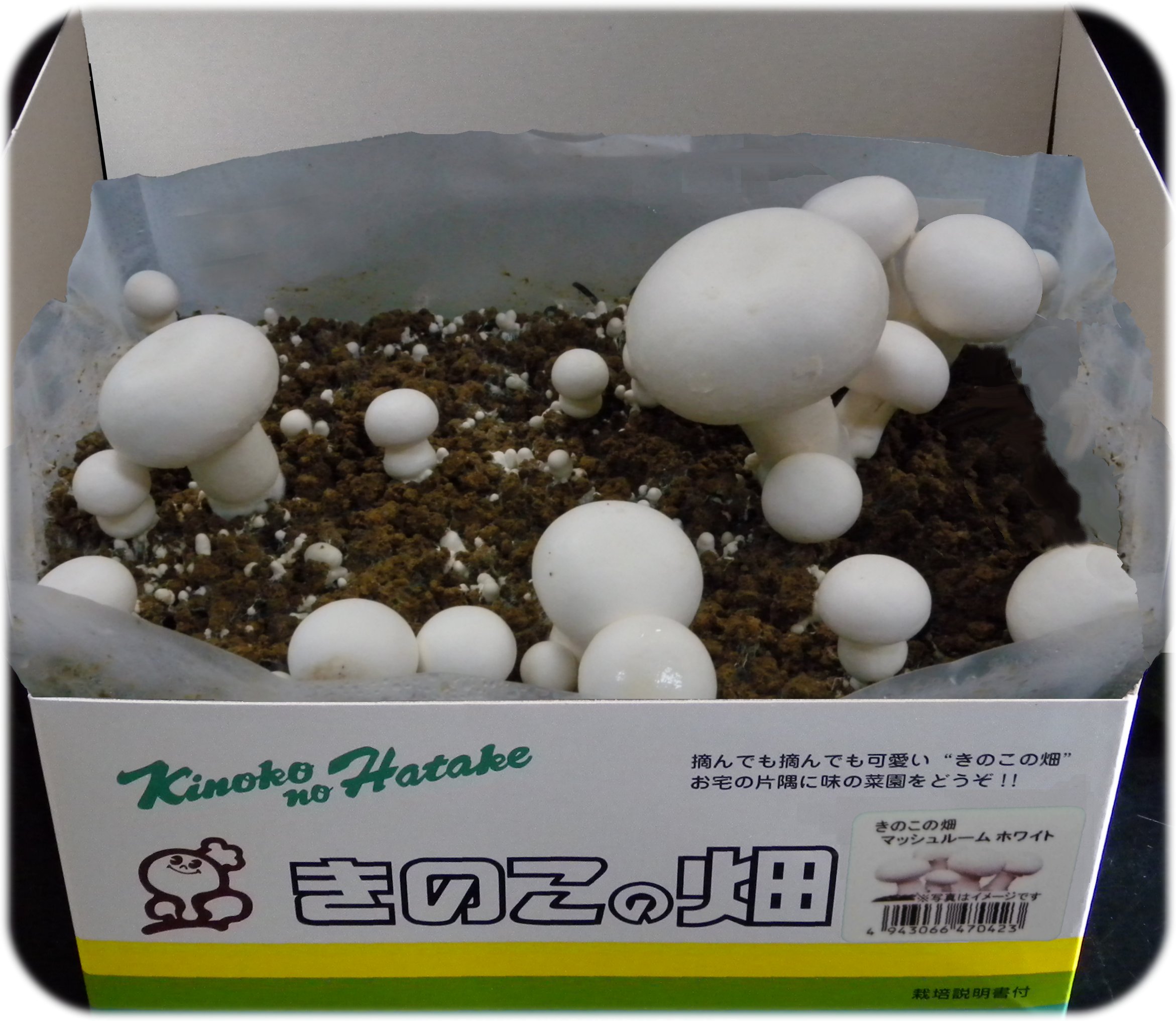 マッシュルー栽培キット きのこ栽培種菌 原木 自然を育てる 自然生活ネット通販 自然生活