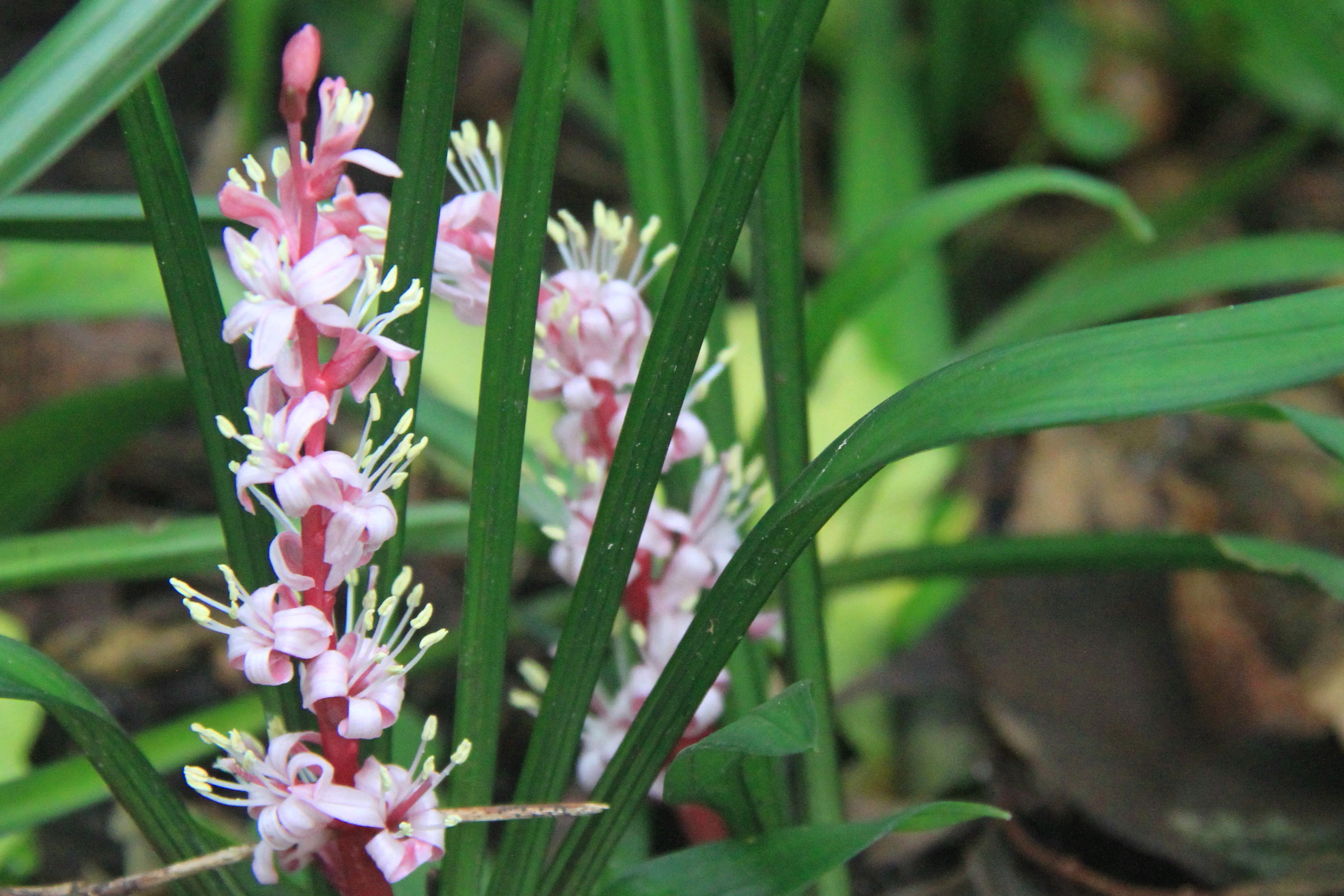 ユキモチ 雪餅草 苗 山野草栽培苗 自然を育てる 自然生活ネット通販 自然生活