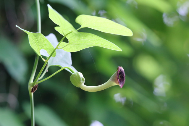 15800⤵️❇超希少植物！馬の鈴草 バリエガータ・9号鉢