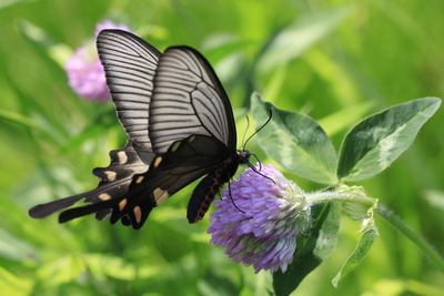 HW+商談中【農薬不使用】ウマノスズクサ／馬鈴草 小苗 3苗／株 苗：馬の鈴草（ウマノスズクサ）・アリマウマノスズクサ* : 遊恵