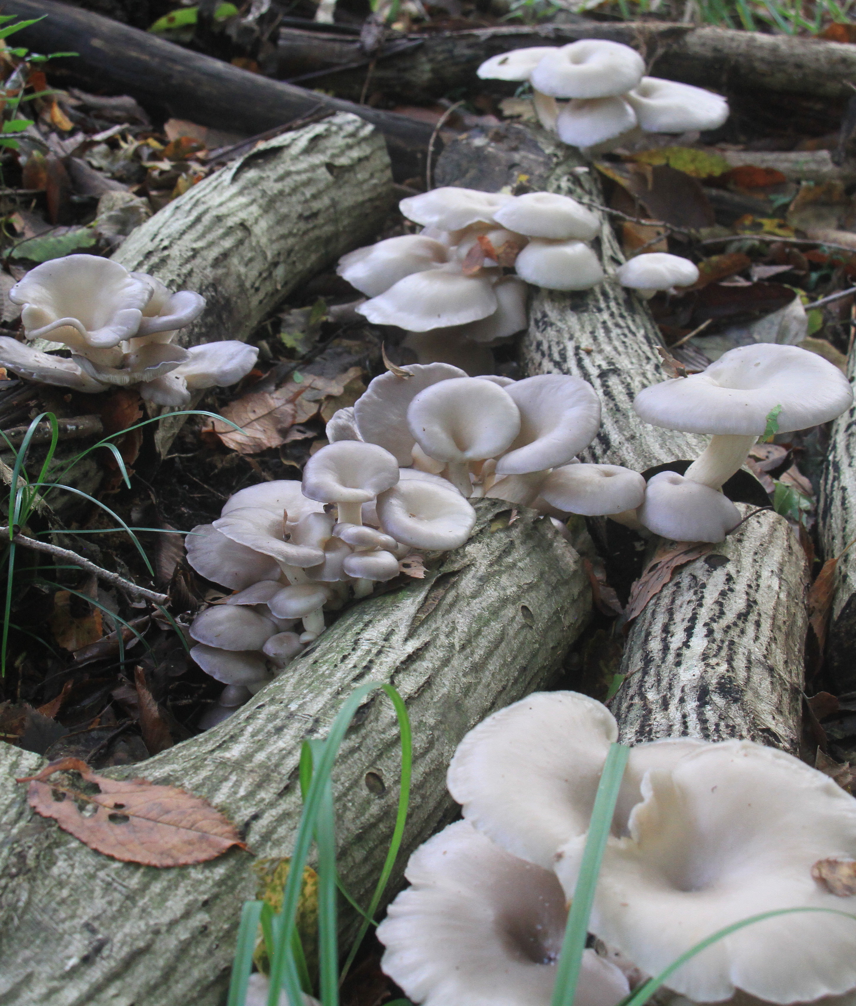 ひらたけ種菌｜きのこ種菌・原木｜自然を育てる | 自然生活