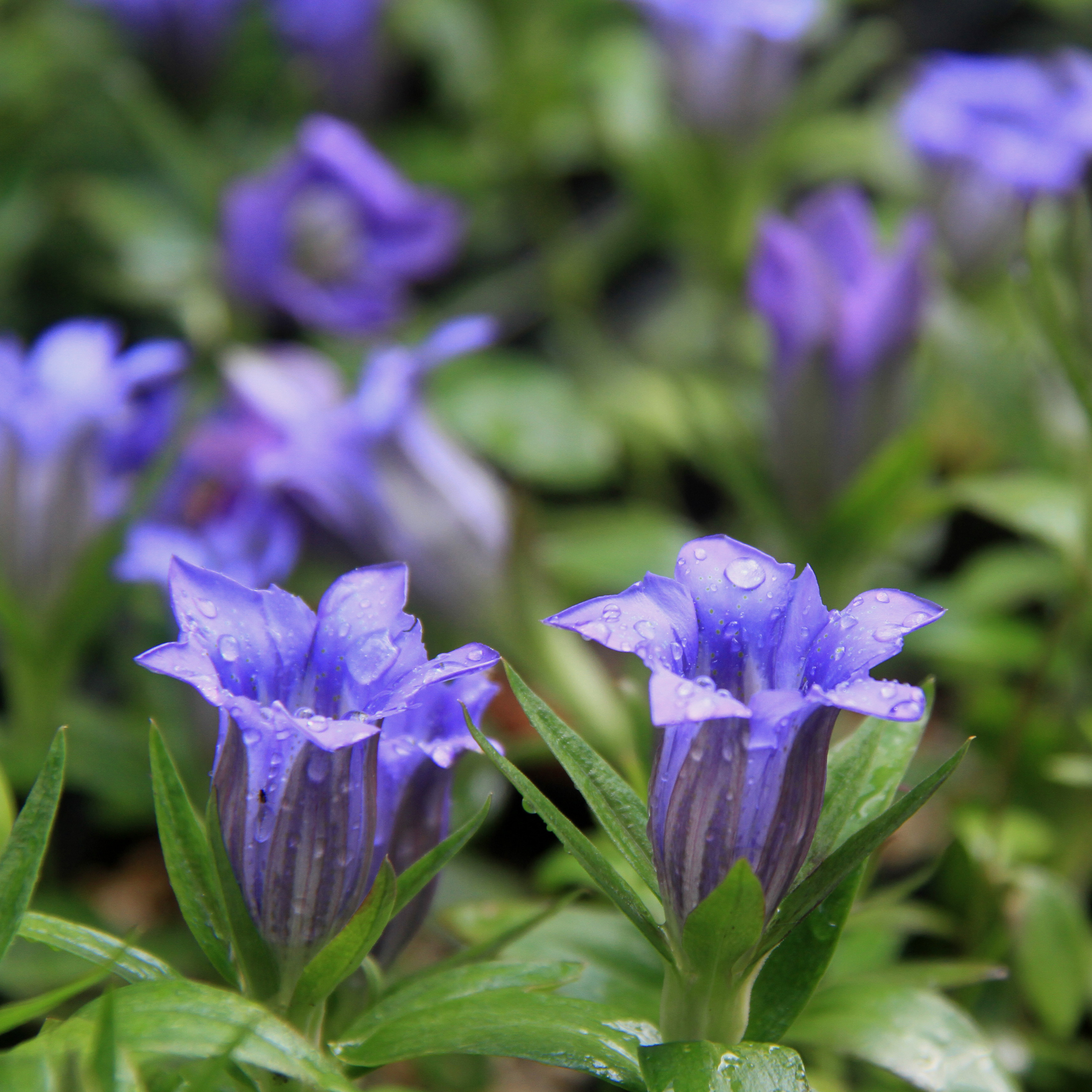 クロモジ」の人気商品一覧 | 安い商品を通販サイトから探す - 価格.com