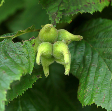 山採り ツノハシバミ 5 山採りツノハシバミ