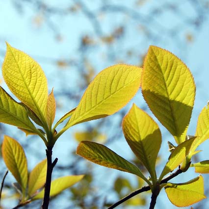 リョウブ（令法）苗｜山林樹木・庭木・花木苗｜ 自然を育てる | 自然生活