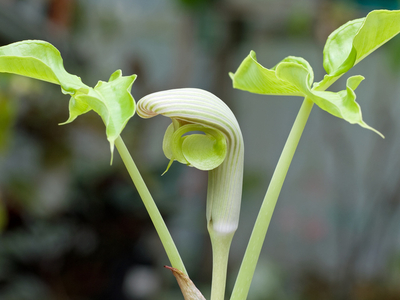 ムサシアブミ ムサシアブミ_1736913746298_400.jpg