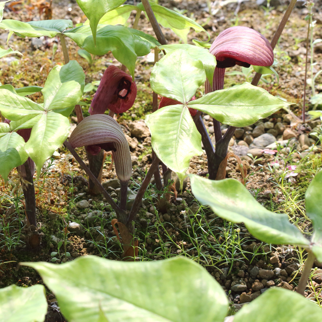 ムサシアブミ（武蔵鐙）種子 | 自然生活