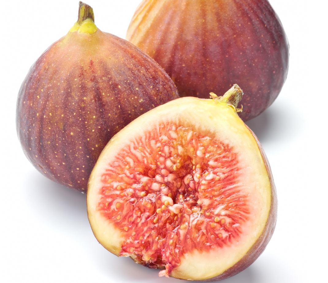 引き取り限定東京都西多摩郡日の出町イチジクいちじく蓬莱柿4年生苗実付き完全無農薬 hanamankai_n14-ichijiku-nihonshu01