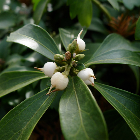 フッキソウ（富貴草）苗 | 自然生活