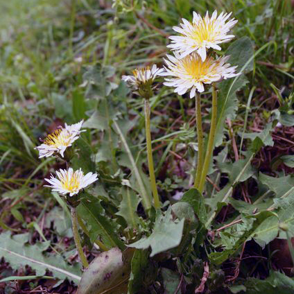 日本タンポポ苗2鉢セット | 自然生活