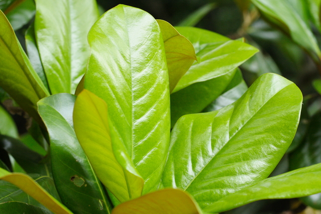 タイサンボク（泰山木）苗｜植木・庭木・花木苗｜自然を育てる｜自然 