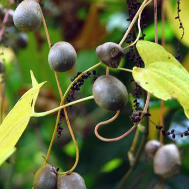 自然薯苗　むかご苗　大きさ不揃い10株　農薬不使用　自然栽培　根付き苗 自然薯苗 むかご苗 大きさ不揃い10株 農薬不使用 自然栽培