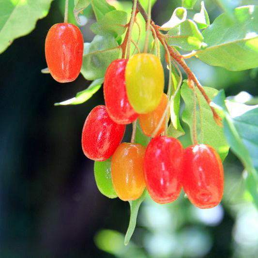 びっくりミグ　極太　苗木 びっくりミグ 極太 苗木