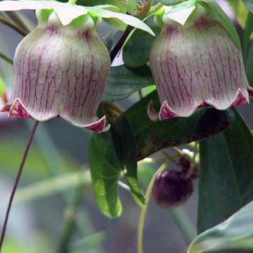 つるにんじん（蔓人参）天然物（新潟県産）900ミリリットル瓶 ツルニンジン254g つるにんじん（蔓人参）天然物（新潟県産）900ミリリットル瓶