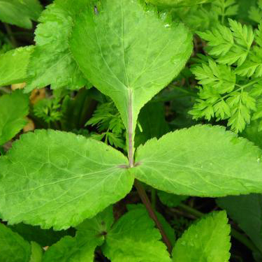 ヤマミツバ（山三つ葉）寄せ植え | 自然生活