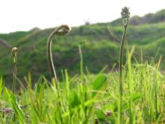 ワラビ 蕨 苗2株セット 山菜栽培苗 自然を育てる 自然生活ネット通販 自然生活