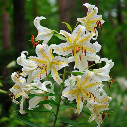 ヤマユリ（山百合）苗 | 自然生活