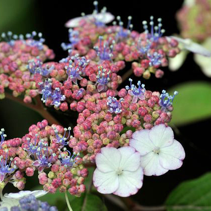 アマチャ（甘茶）苗 | 自然生活