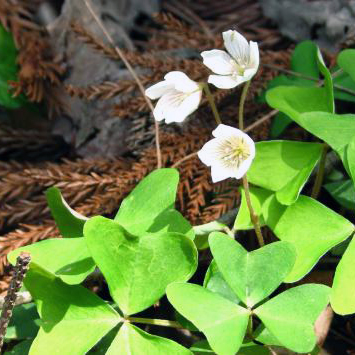 ミヤマカタバミ（深山片喰）苗2鉢セット | 自然生活