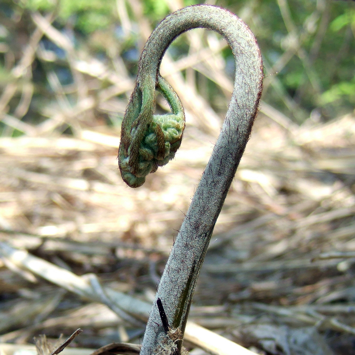 ワラビ（蕨）苗2株セット | 自然生活