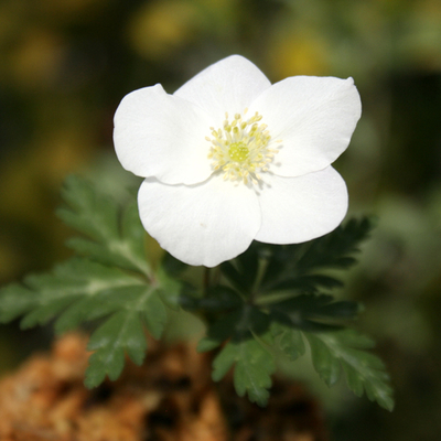 いちりんりん様　ご購入用です うたの☆プリンスさまっ♪ MINI PRINCE CAT スペシャルVer.「ライム