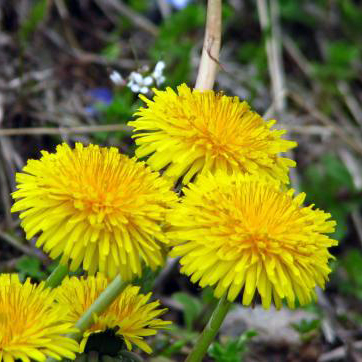 たんぽぽばなな タンポポ苗2鉢セット | 自然生活