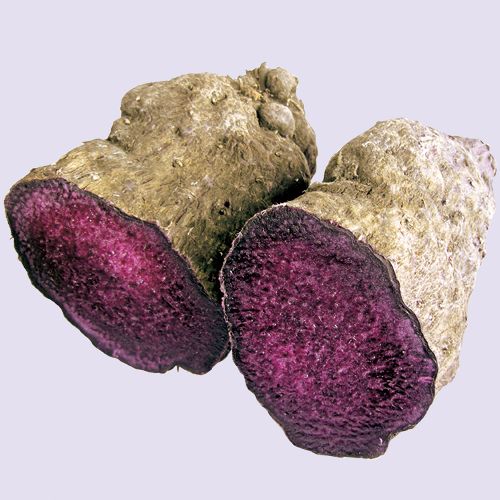 ムラサキヤマイモ（紫山芋）苗 | 自然生活