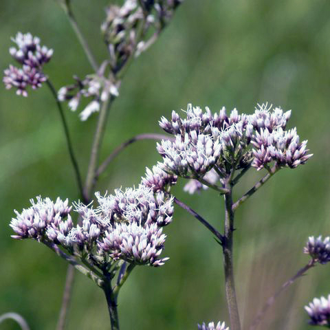 予約 専用 フジバカマ 550苗 白 赤 フジバカマ 苗 赤白寄せ植え