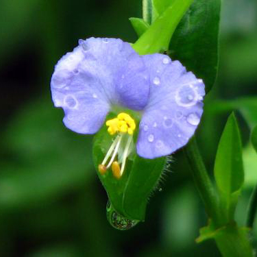 ツユクサ（露草）寄せ植え | 自然生活