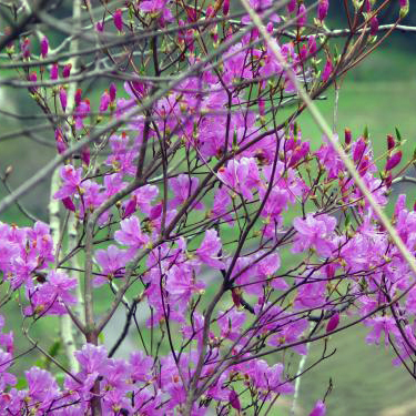 現品 ミツバツツジ 特大苗 2mほど 山採り 葉付き良 ミツバツツジ 苗木