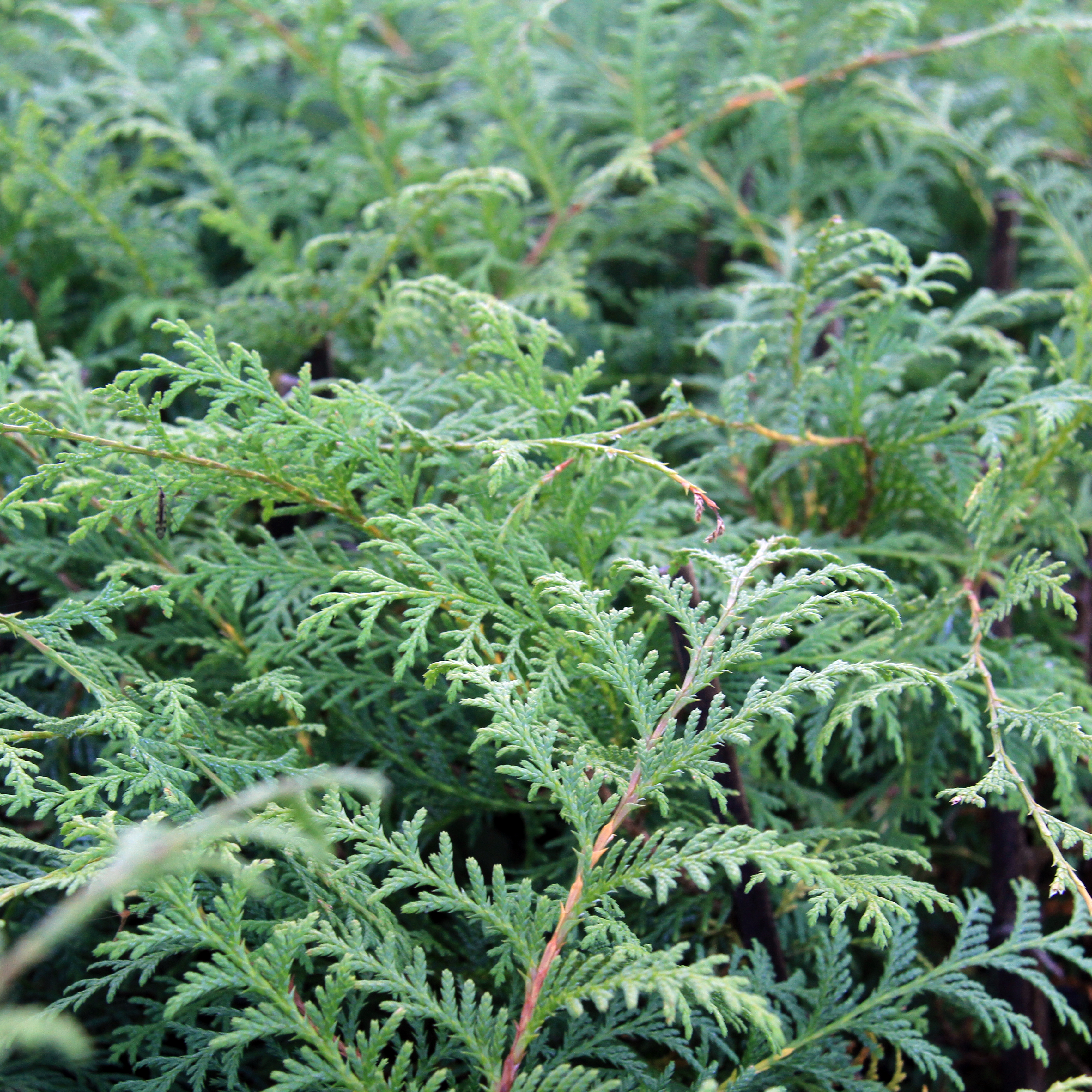 サワラ（椹)苗 | 自然生活