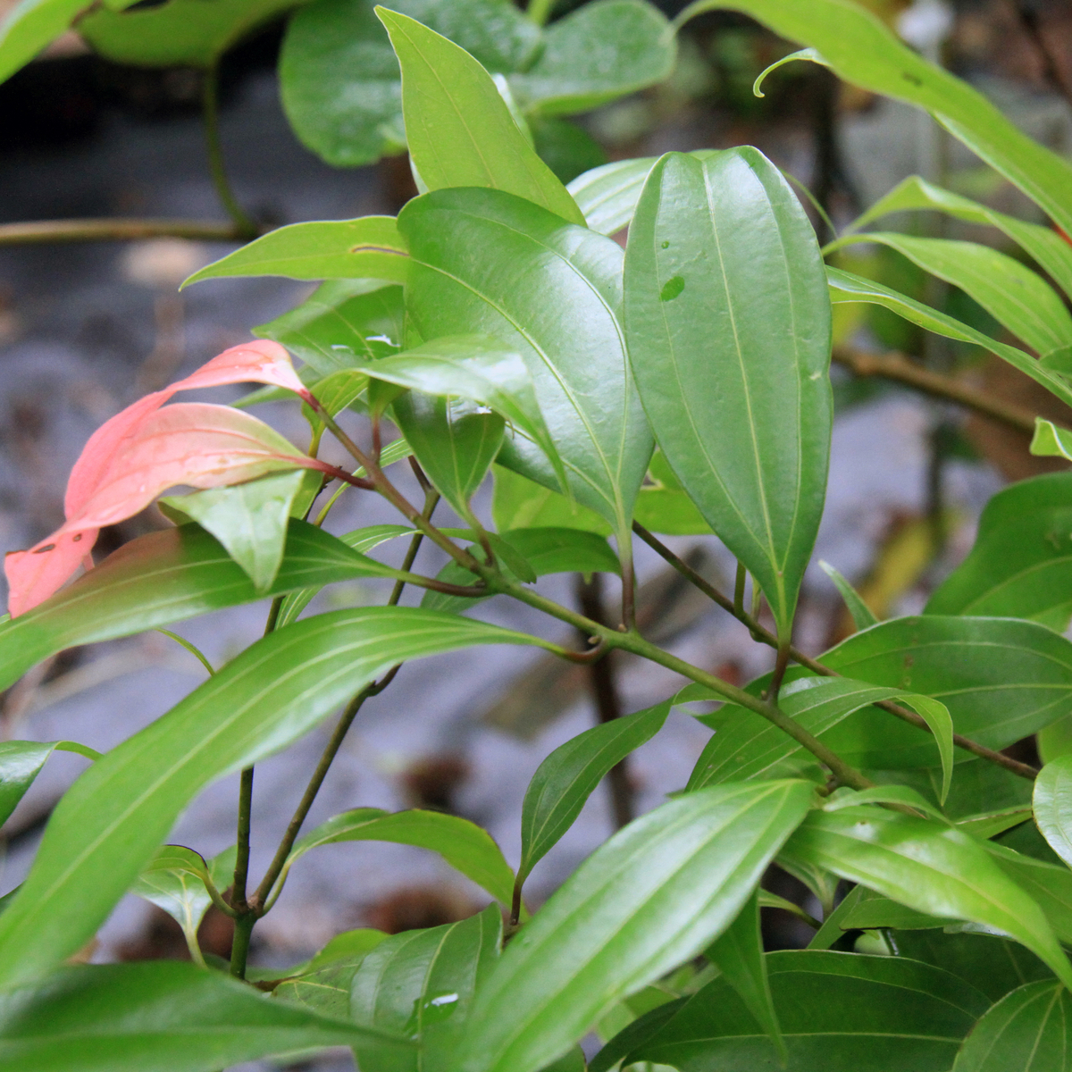 ニッケイ苗｜植木・苗木・庭木・花木苗｜自然を育てる | 自然生活