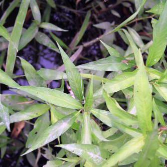 ウマノスズクサ（馬の鈴草）2鉢セット｜山野草苗｜自然を育てる