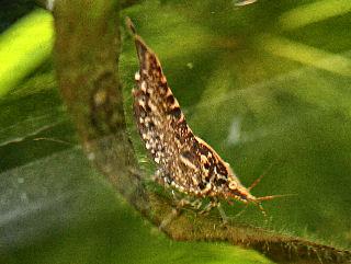 ミナミヌマエビ 尾セット ビオトープ用資材 自然を楽しむ 自然体験 自然生活ネット通販 自然生活 ミナミヌマエビ 尾セット ビオトープ用資材 自然を楽しむ 自然体験 自然生活ネット通販 自然生活