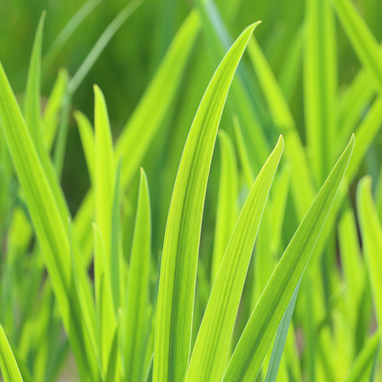 りぃです。購入済みです。耐寒宿根草　菖蒲湯用の菖蒲の株１株22-4(5) りぃです。購入済みです。耐寒宿根草 菖蒲湯用の菖蒲の株1株